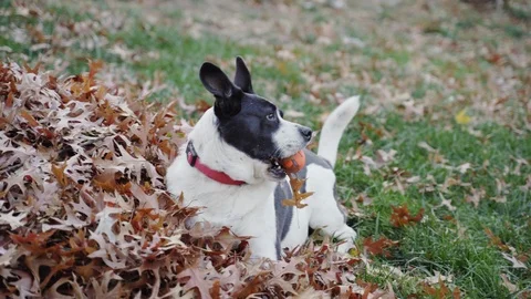 Dog playing in leaves Stock Footage 98138508