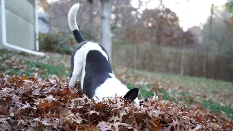 Dog playing in leaves Stock Footage 98138867