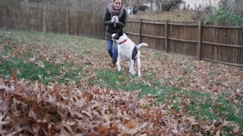 Dog playing in leaves Stock Footage 98139495