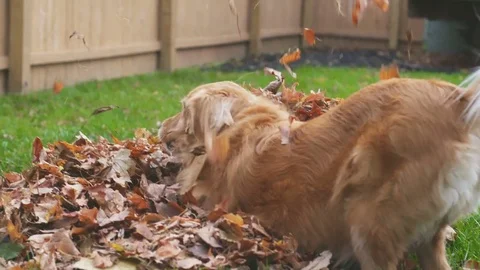 Dog Playing in Leaves Slow Motion Stock Footage 81963777