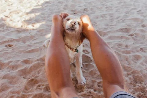 Dog playing with legs of a man laying on the sunbed. Dog trying to bite the feet Stock Photos