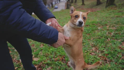 Dog playing with a man in the forest in winter. Monti Alburni, Cilento Video stock 267901187