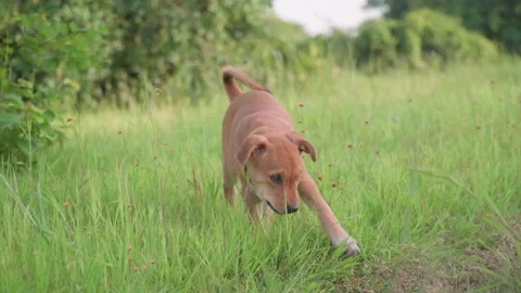 The dog is playing in the meadow 動画素材 167560550