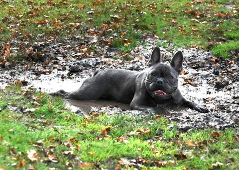 Dog playing in the mud Stock Photos