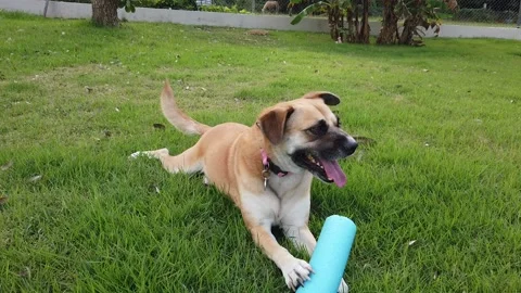 Dog playing with noodle Vidéo 134107990