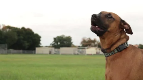 Dog playing obedience training Video stock 41121055