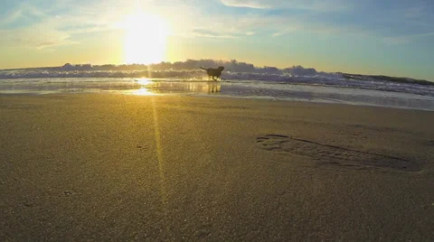Dog Playing in Ocean Stock Footage 36149815