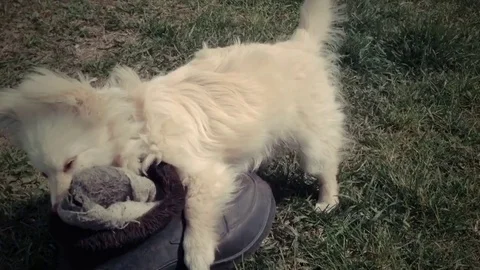 Dog playing with an old boot Stock Footage 76585659