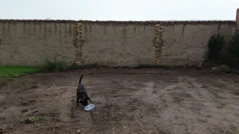 Dog playing in open field Stockbeeldmateriaal 234144151