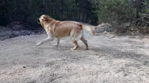 Dog Playing Outside Labrador Funny  Stock Footage 232689830