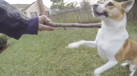 Dog Playing Outside with Owner 스톡 동영상 33035113