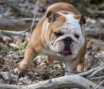 Dog playing outside Stock Photos