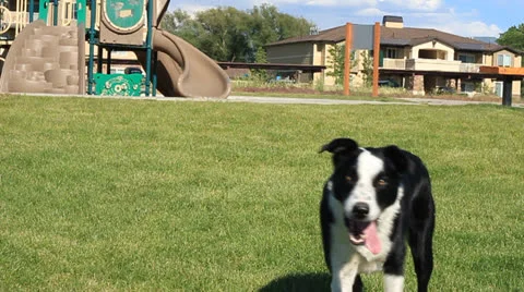 Dog playing at the park Video stock 24846555