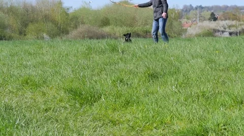 Dog playing in the park Stock-Footage 49238761