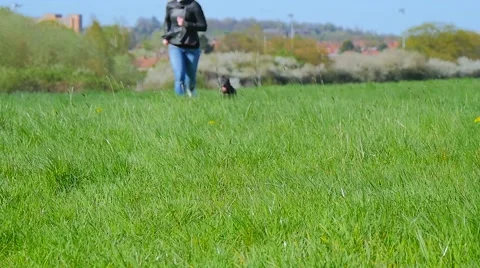 Dog playing in the park Stock Footage 49238818