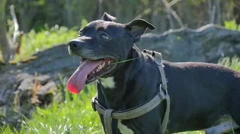 Dog playing in the park Stock Footage 49238840