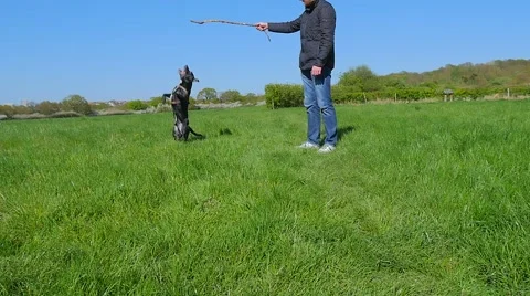 Dog playing in the park Stock Footage 49238913