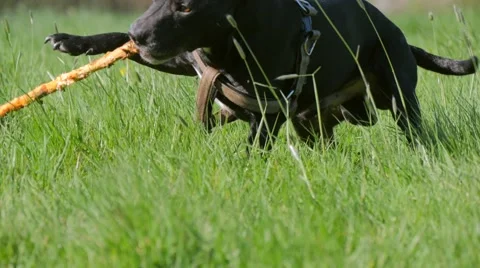 Dog playing in the park Stock Footage 49238925