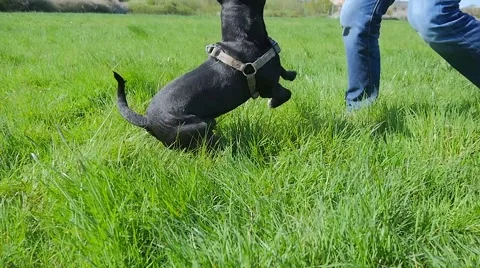 Dog playing in the park Stock Footage 49238990