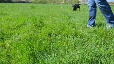 Dog playing in the park Stock Footage 49238996