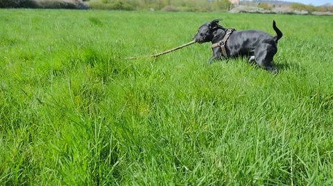 Dog playing in the park Stock Footage 49239051