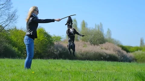 Dog playing in the park Stock Footage 49239056