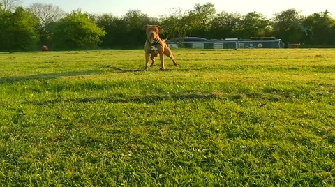 Dog playing in the park Stock Footage 49392692