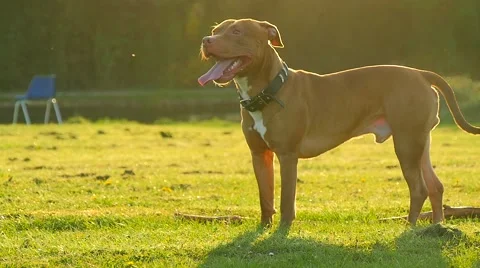 Dog playing in the park Stock Footage 49392739