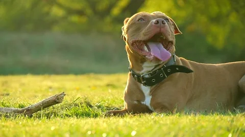 Dog playing in the park Stock Footage 49392841