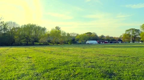 Dog playing in the park Stock Footage 49392883