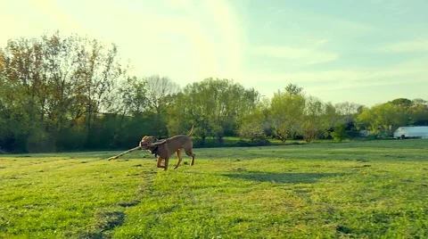 Dog playing in the park Stock Footage 49392942