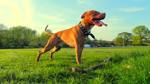 Dog playing in the park Stock Footage 49392946