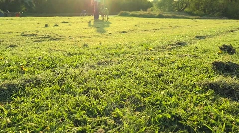 Dog playing in the park Stock Footage 49392972
