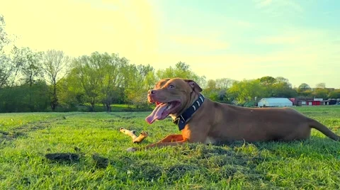 Dog playing in the park Stock Footage 49392978