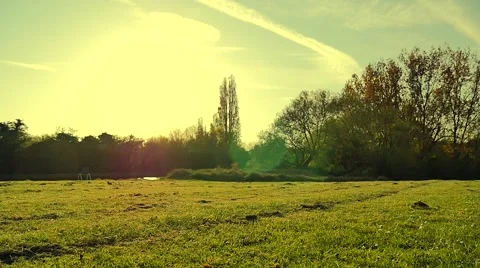 Dog playing in the park Stock Footage 49392979