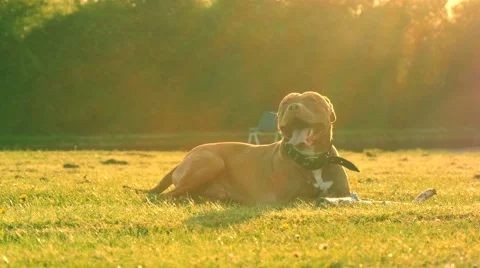 Dog playing in the park Stock Footage 49393075