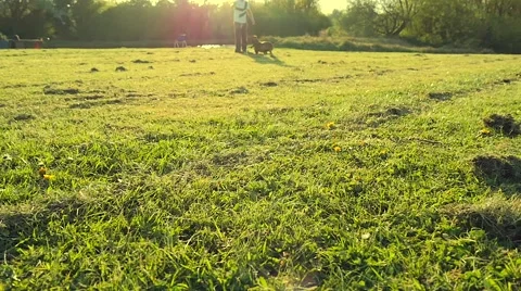 Dog playing in the park Stock Footage 49393122