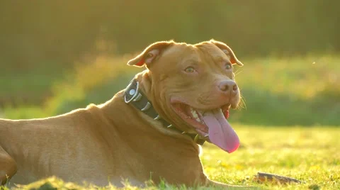 Dog playing in the park Stock Footage 49393415