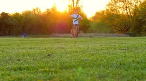 Dog playing in the park Stock Footage 49395864