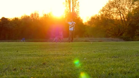 Dog playing in the park Stock Footage 49395872