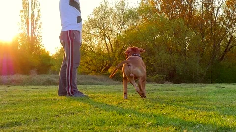 Dog playing in the park Stock Footage 49395922