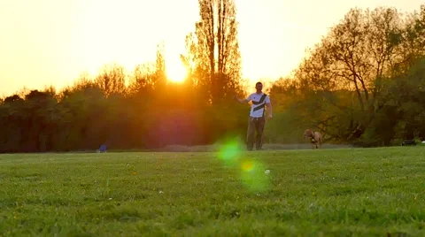 Dog playing in the park Stock Footage 49395924