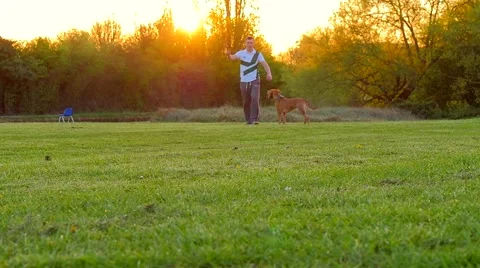 Dog playing in the park Stock Footage 49395953