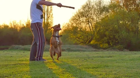 Dog playing in the park Stock Footage 49396021