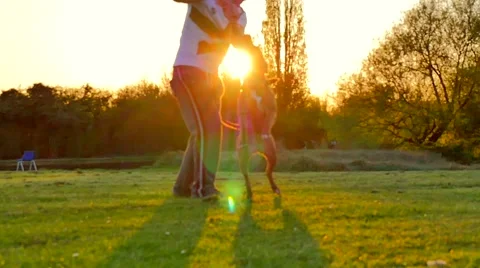 Dog playing in the park Video stock 49396090