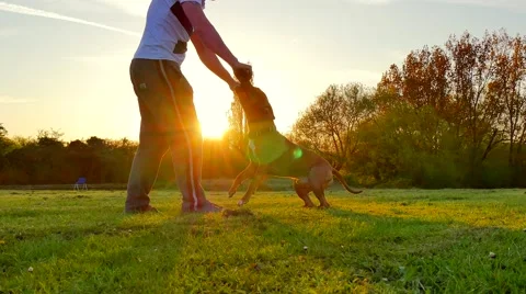 Dog playing in the park Stock Footage 49396161