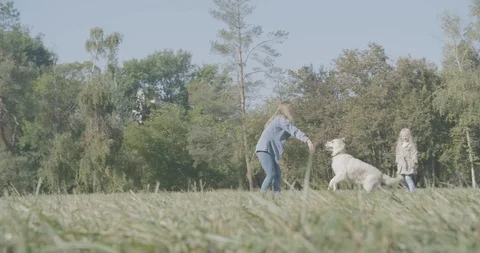 Dog Playing in the Park Stock Footage 107207158