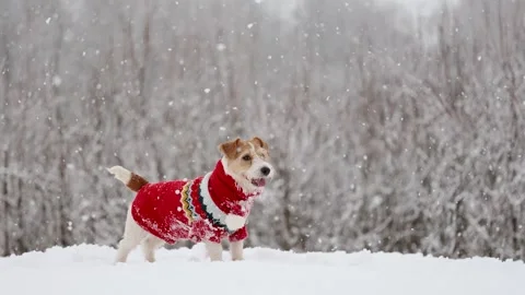 Dog playing in park. Wirehaired Jack Russell Terrier Stock Footage 295793590