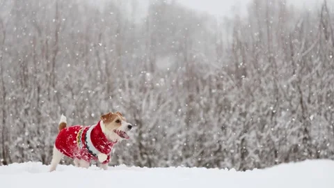 Dog playing in park. Wirehaired Jack Russell Terrier Stock Footage 295793666