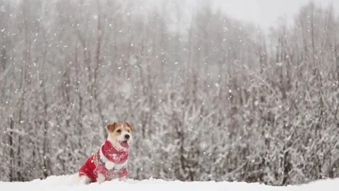 Dog playing in park. Wirehaired Jack Russell Terrier Stock Footage 295793767